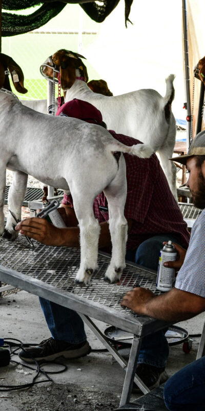 Montrose County Fair & Rodeo