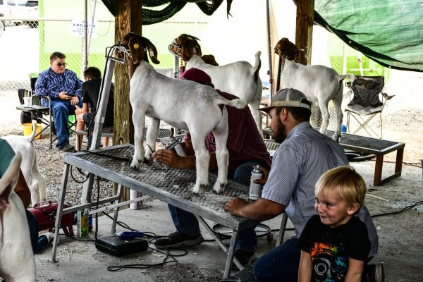 fair animals being groomed