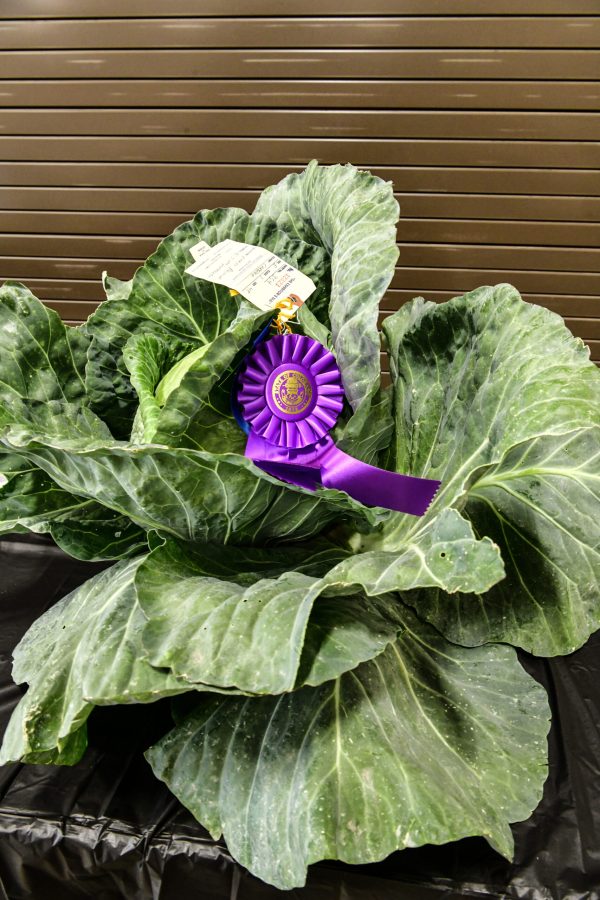 Giant cabbage on display table