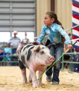 Girl in blue shirt showing her swine